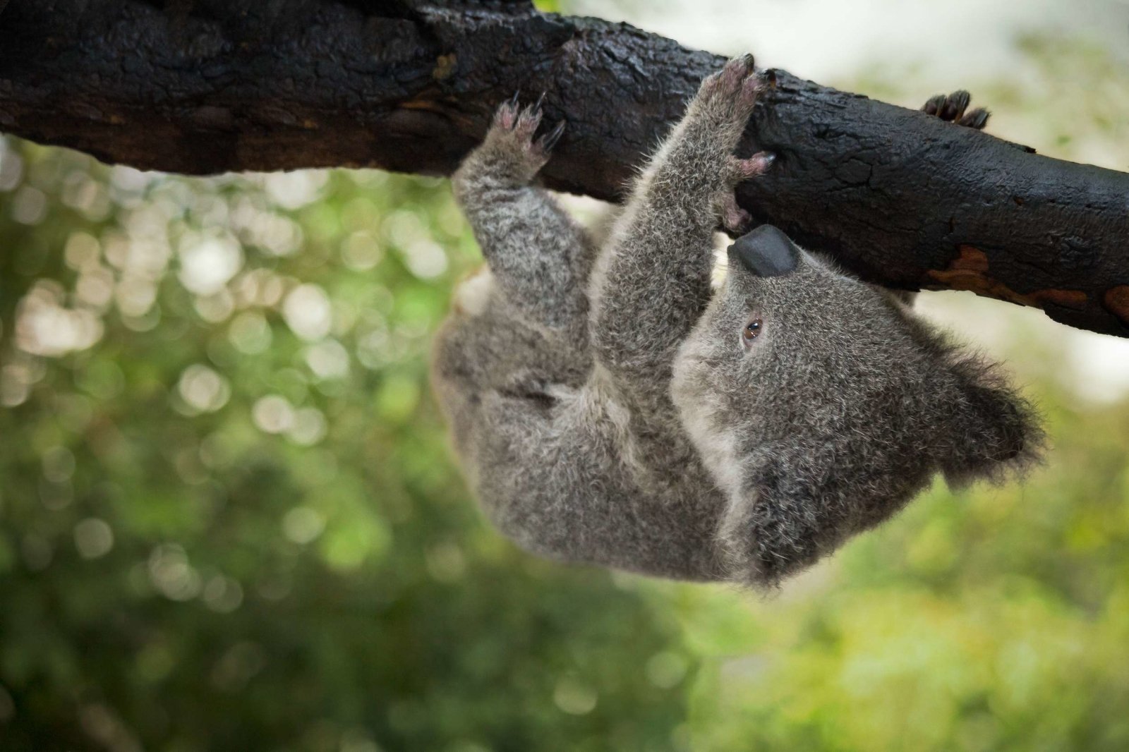 Shower Story + Ecologi: Restoring Wildlife Corridors for Koalas - SHOWER STORY
