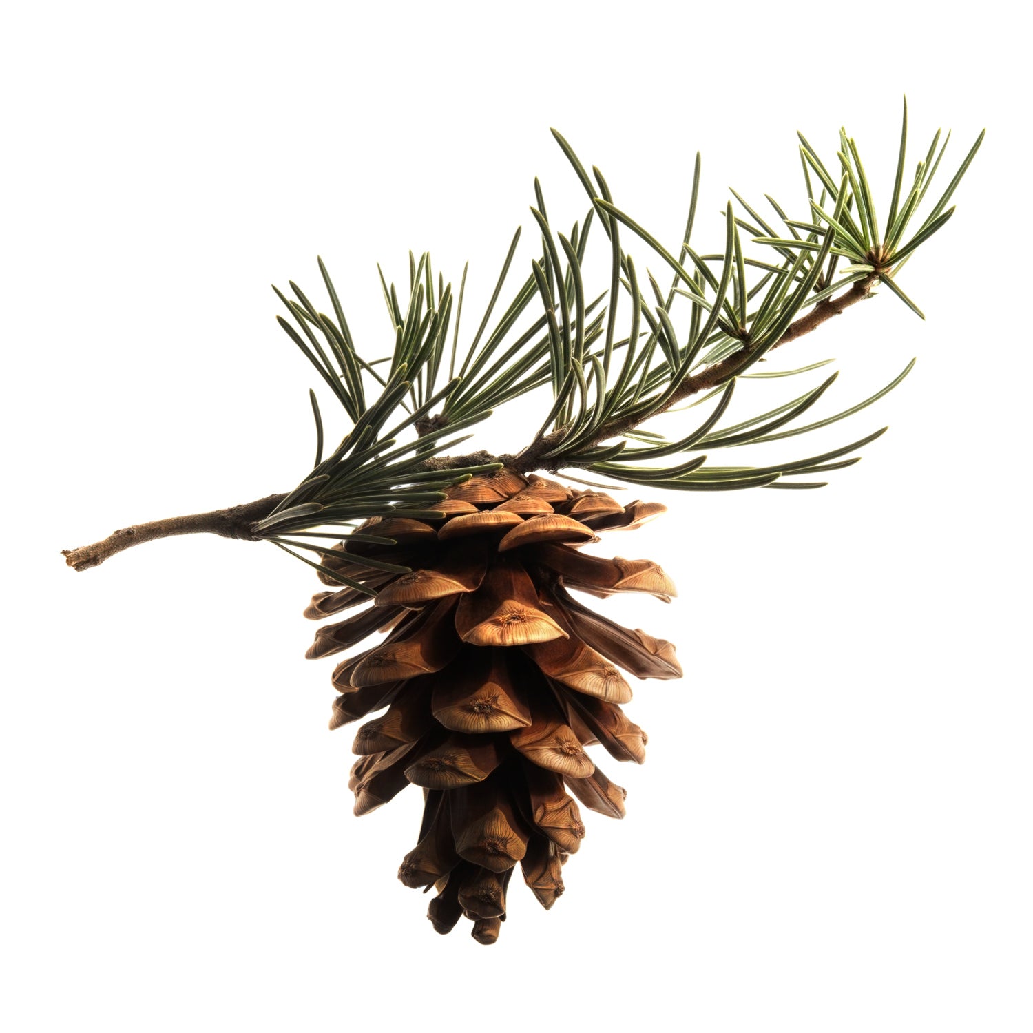 Shower Story Scots Pine Note