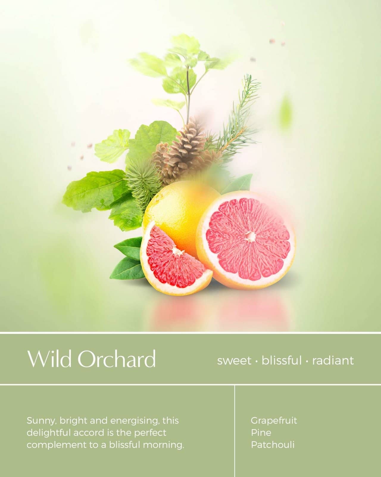 SHOWER STORY_Lite Collections: Complete Bundle – Essential Oil Infused Shower Steamers_Shower Steamer Gift Set_SSX4BDL2