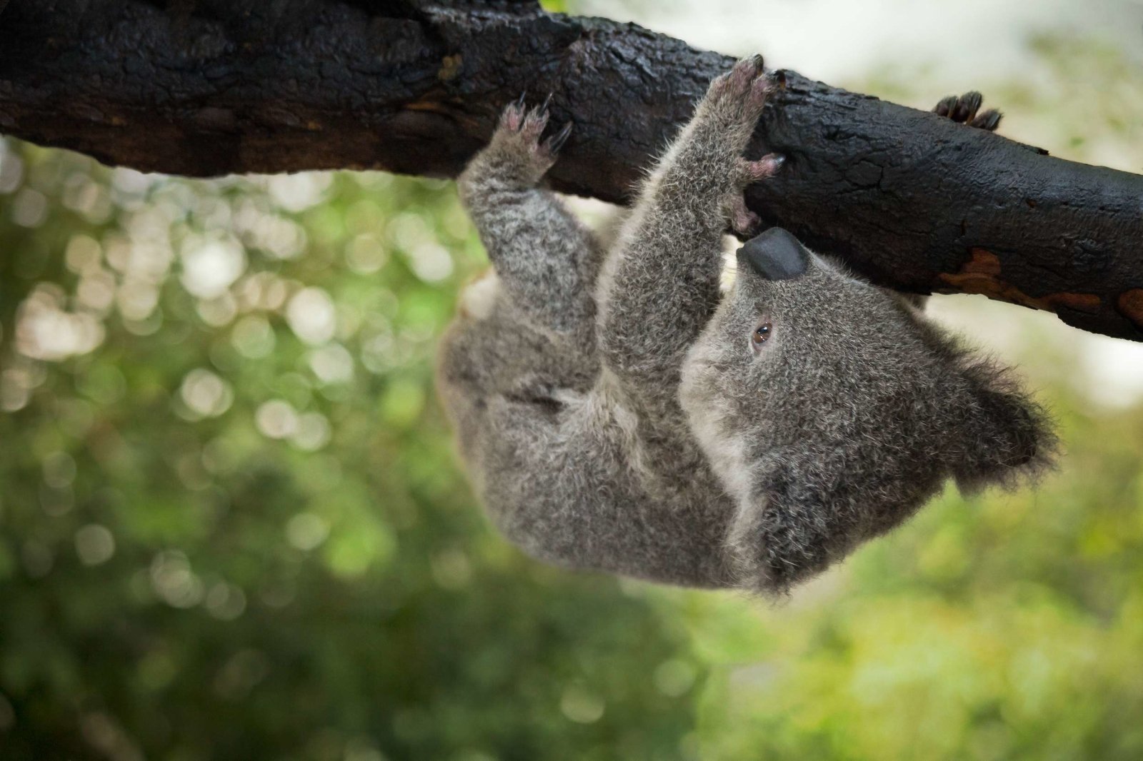 Shower Story + Ecologi: Restoring Wildlife Corridors for Koalas - SHOWER STORY