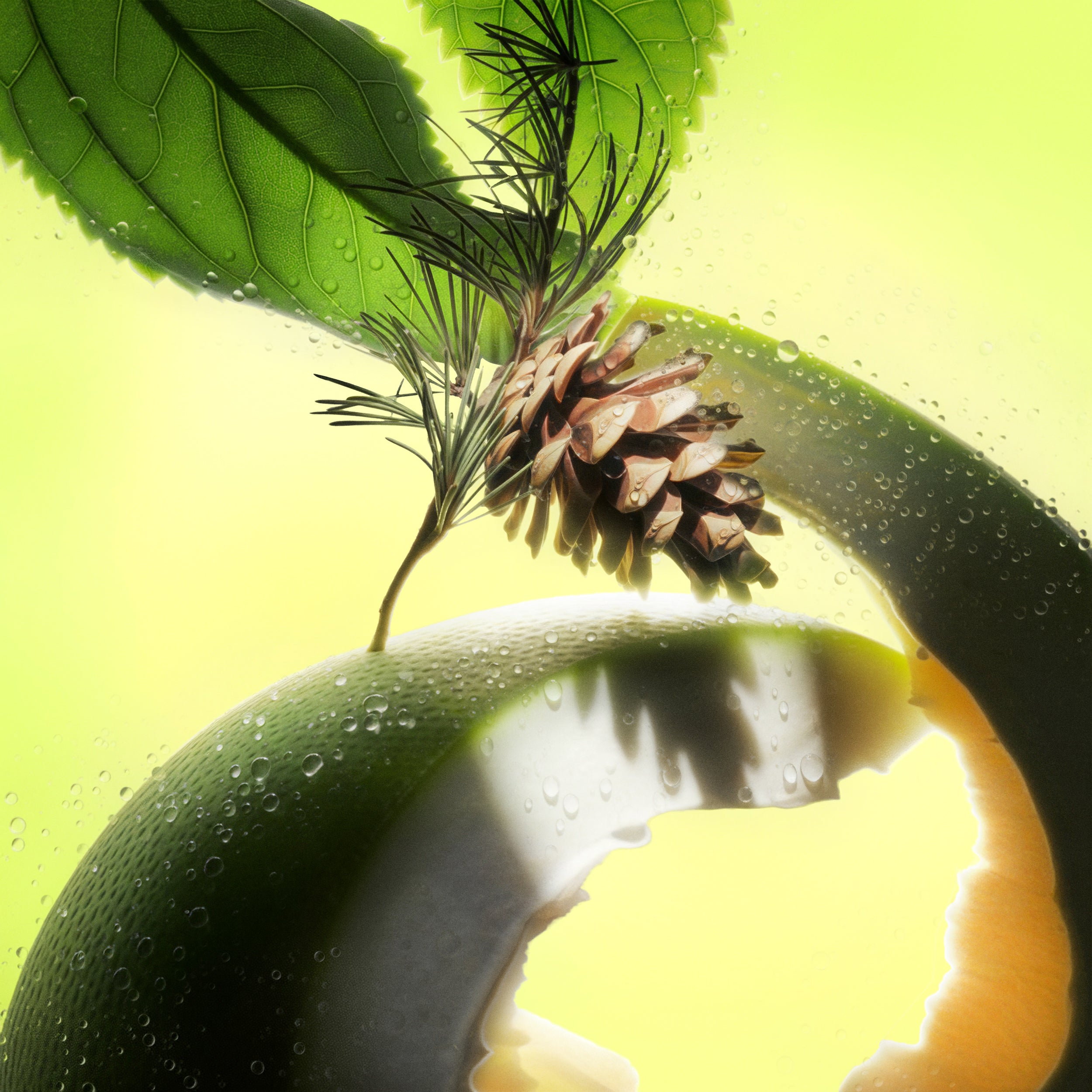 Wild Orchard: Blissful Radiance